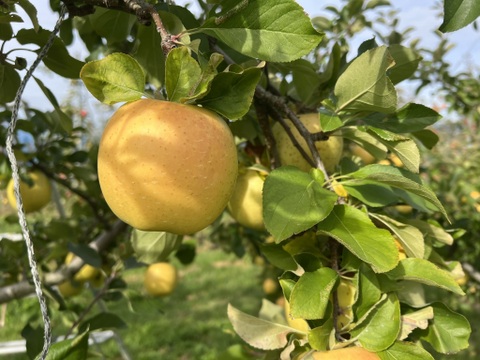 【シャキシャキ】黄色いりんご　2品種食べ比べセット 約3kg