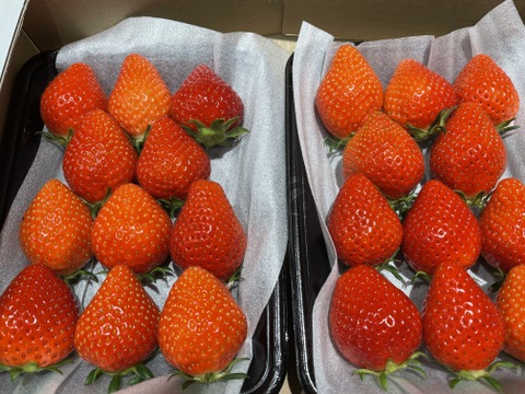 自家用2トレ一入り1箱＊2品種入り