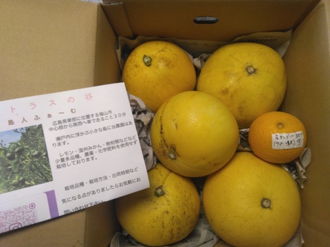 チャンドラポメロ