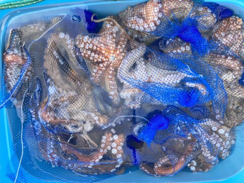 歯ごたえがある！タコ