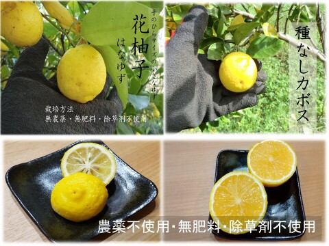 【皮ごと使える】2種の香酸柑橘セット　花ゆずと種なしカボス