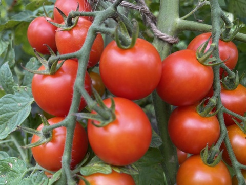 小さな実に、夏のひかりを詰めこんで【ミニトマト2kg】