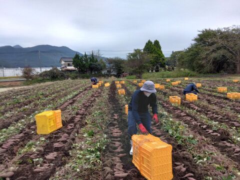 1.5kg⭐️訳あり⭐️熟成ベニアズマ⭐️《超特価！》