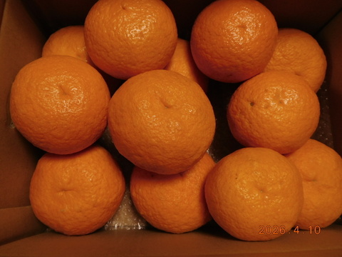 伊豆の自然で育った「新甘夏」「紅甘夏」ﾏｰﾏﾚｰﾄﾞづくりにも好評!　　　　　　　　1２個入り  ／　約4.0㎏