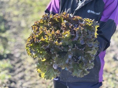 朝採り直送！　ボリュームたっぷり鮮やかサニーレタス！ 約4kg
