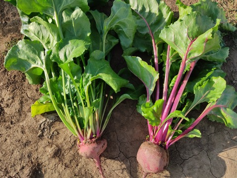 ✨食べるスーパーフード！ビーツ2種食べ比べセット【土付き直送】約3.8kg（葉なし）｜農薬・化成肥料不使用｜✨