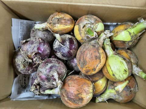【食べ比べ】赤たまねぎ＆玉ねぎセット 4.5kg（箱込み5kg）パチャママ農園