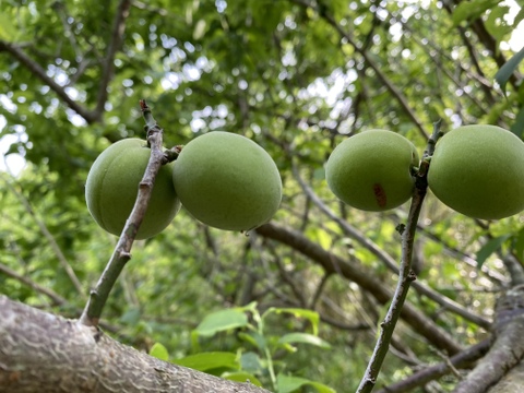 梅干し用　自然栽培　青梅　1kg※クール便