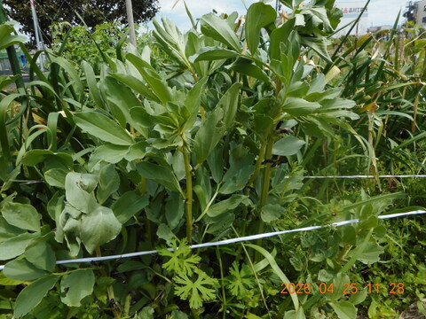 スナップエンドウ：自然農栽培で育てた奈良の野菜