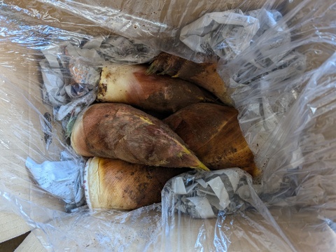 🌸春の味覚🌸オリジナル化粧箱!たけのこ 4kg(2～5本)