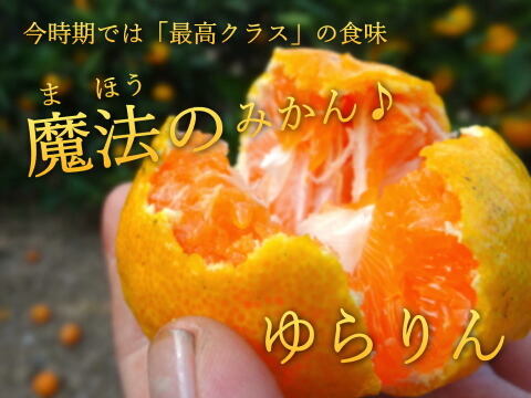 【３箱まとめ買い】大感動！糖度16度越え！魔法のみかんと話題！こんなにみかんって甘いんだ！極早生みかん「ゆら早生」の最高峰！薄皮と濃厚な味わい「ゆらりん」お試し品２ｋｇ３箱セット【225-2k-3】