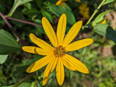 【栽培期間中　農薬不使用】イヌリンたっぷり！腸が喜ぶほっこりな菊芋(500g)