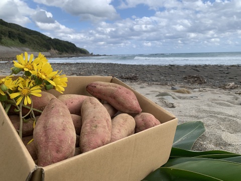 甘味あふれるオーガニック安納芋・中サイズ(食べ応え抜群！)箱込み10kg・種子島産