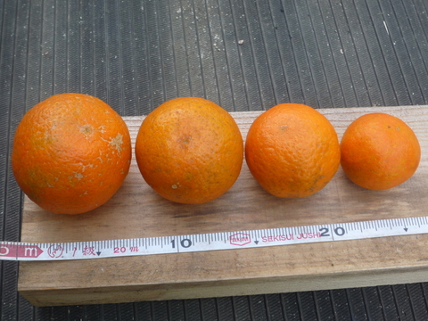 岸良タンカン　大小（１キロネット４袋）詰め合わせ　（これまで当果樹園をご利用いただいた方限定で販売いたします。菓子箱等再利用。）