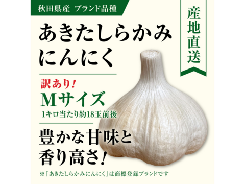 【新規出店記念セール！！】新物　白玉王🧄『あきたしらかみにんにく』訳ありMサイズ3kg