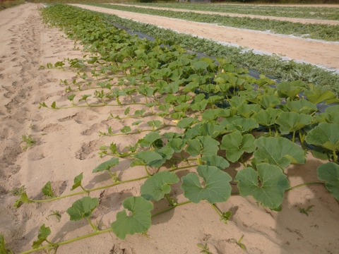 「砂丘育ちの栗かぼちゃ」2㎏以上×2玉