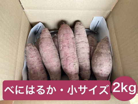 熟成さつまいも(べにはるか)サイズ小 1.8kg(土付き)【栽培期間中農薬・化学肥料不使用】