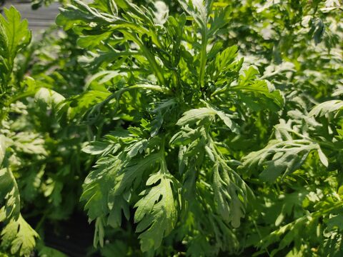 ✨春の香りを食卓に。天ぷらやお浸しで主役になる、力強い春菊　約400g✨