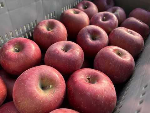 【無添加】長野県産 りんごジュース　ストレート果汁100%【ギフト梱包】熨斗対応可　1000㎖×2本