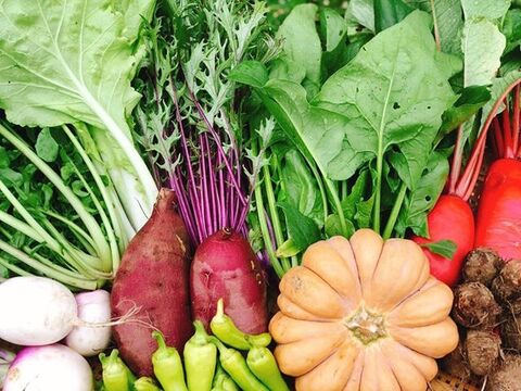 【千葉県産】綾善の野菜詰め合わせ(8〜10品)