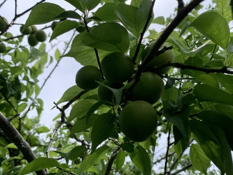 まじりっけなし！自然栽培の青梅〔青軸〕1kg