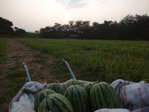 皮のふちまでシャリシャリ甘い！にしまるスイカ(小玉西瓜)　１玉入り(約２kg以上)