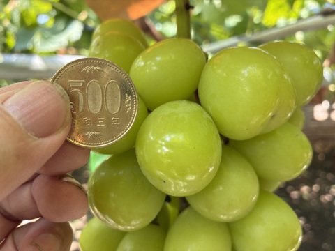 限定1点ﾓﾉ！:特大ビッグサイズ1房800g！☆山梨県産シャインマスカット贈答　ギフト　家庭用にも　予約No.13