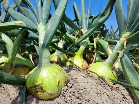 【訳あり】淡路島玉ねぎ5kg【野菜ソムリエサミット金賞🏆】