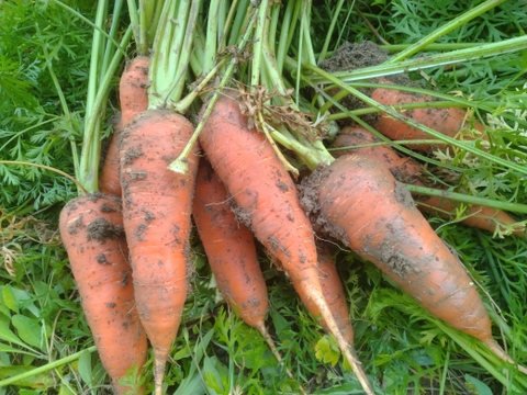 お正月お野菜セット【農薬不使用】２６日or２７日発送