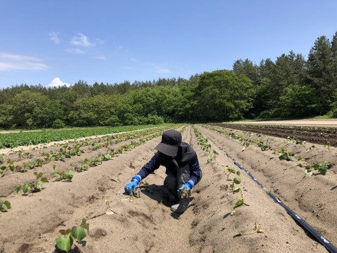 庄内平野の豊かな地下水と海からの潮風香る砂丘地で育てたさつまいも「紅はるか」　食べきりSサイズ 中心
