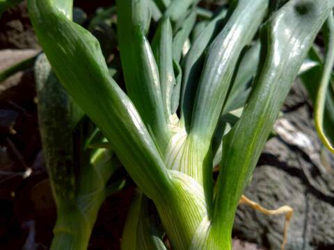 【日テレ出演で話題】💡市場では絶対に入手困難『鳳凰の雫』400年の伝統土壌で培われたブランド玉ねぎ🧅お試し約1キロ