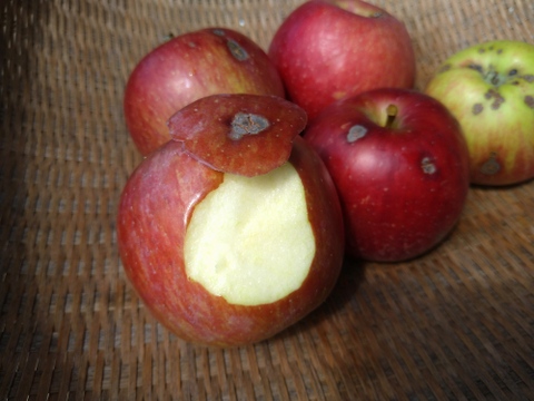 りんご　ぐんま名月　約６５％　農薬カット　　36-38個　中から小玉サイズ多し　キズ等、黒点沢山　ジャム等加工向け