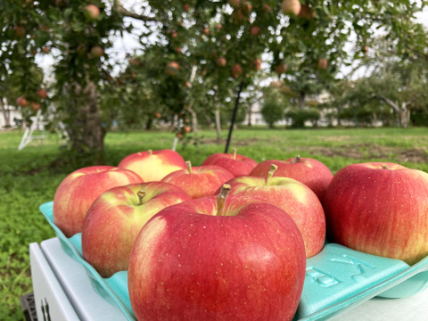 皮ごとおいしい特別栽培りんご🍎シナノスイート🍎5kg 農薬半減栽培✨やさしい甘さとシャリシャリ食感😆 キズなし良品🎁 化学肥料不使用 青森県特別栽培認証取得 旬 葉とらずりんご