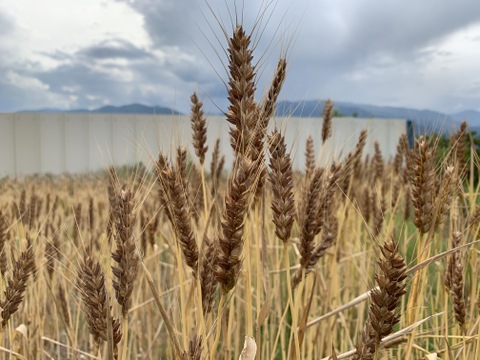 「地粉うどん　太麺タイプ」　山梨県産小麦粉１００％　農薬・化学肥料・除草剤不使用
