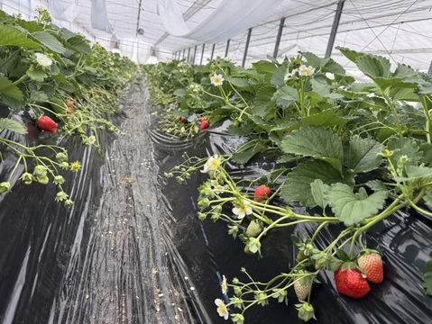 JGAP認証・千葉県産かおりのセット(2パック入り)