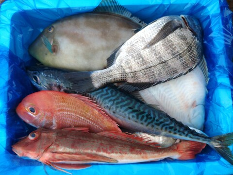 箱いっぱい！深浦の天然鮮魚セット（80サイズ）【母の日ギフト】などにもどうぞ！