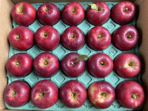 葉とらず　紅玉　約9.5kg【2025年産】