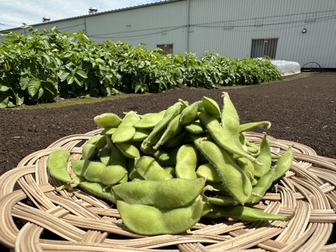 ⚠️今季ラスト⚠️🎵やめられない、止まらない、枝豆🫛🎵
【不揃い品】大人のおつまみに‼️お子様のおやつに‼️
良質なタンパク質や、鉄分が豊富なため夏バテ対策にもおすすめ🌟