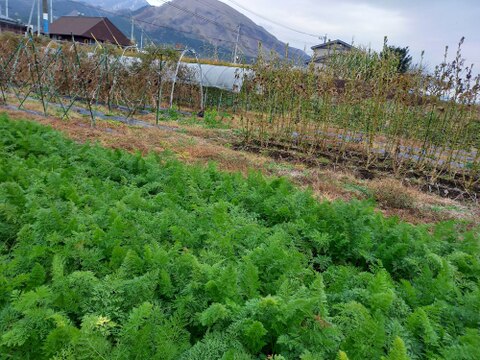 【お得】黒田五寸人参B品〈農薬等、肥料も不使用栽培〉5キロ