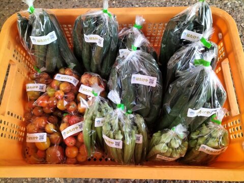 《自然栽培》夏秋　旬の手作り野菜セット【８種類くらい】