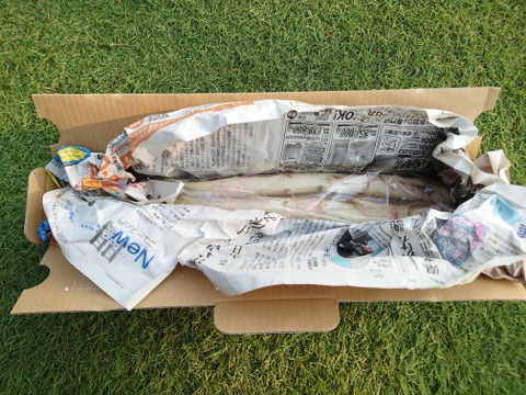 群馬県産　採れたてウド　４本　500〜550g