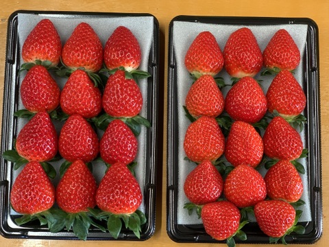 【あまりん・かおりん】食べ比べ２パック(500g)🍓