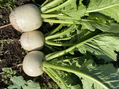 サラダラティーナ約5㎏(20～30個)、土ん中でカーニバル！腐植栽培と微生物が踊らせたフルーツみたいなカブ 農薬・化学肥料・除草剤不使用