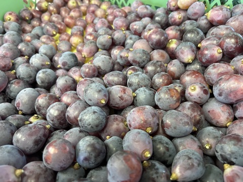 🍇訳あり・粒ピオーネ🍇  約1.5kg【岡山県産】種なしぶどう【ニューピオーネ】