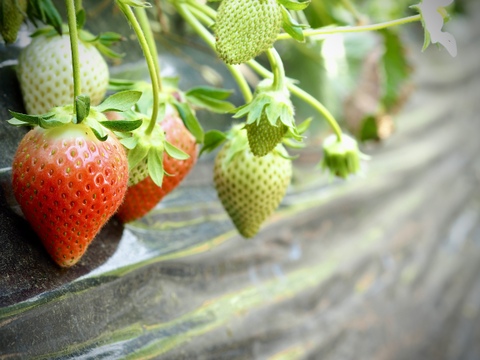 完熟！とちおとめ『冷凍イチゴ』2kg