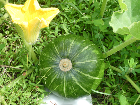 季節の野菜セット７～８品（Ｍサイズ・3～4kg前後）旬の野菜をお届けします