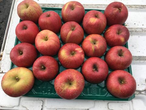 【先行予約】　\ 家庭用 /　サンふじ 3ｋｇ　青森県産りんご