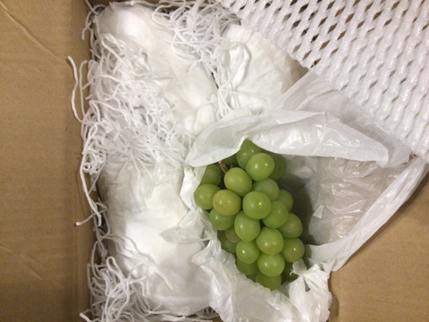 贈答用！完熟！朝採りシャインマスカット　(3～5房2㎏以上)
【敬老の日ギフト】にも