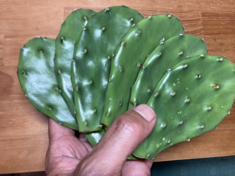 メキシコ帰りの農家が栽培する　食用サボテン　500ｇ
