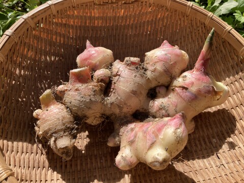 【高知県産】新生姜 500ｇ【2025年10月】＃栽培期間中農薬・化学肥料不使用
